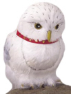 hedwig the owl